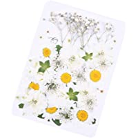 Daimay 36 PCS Flores Secas Naturales Flores prensadas Reales múltiples mezcladas Colores Surtidos para joyería de Resina…